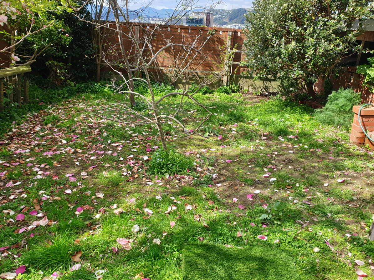patchy lawn due to sun and rain damage
